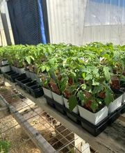 Johansen Landscape & Nursery image 8