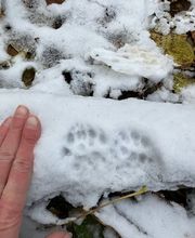 Wildnisschule WildnisWelt Bild 9