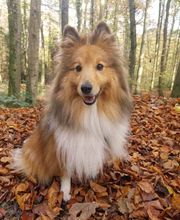 Nadine Zitzer Pfotenteam Bild 5