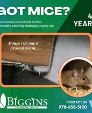 Biggins Exterminating image 12