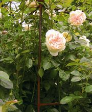 Hacker Jürgen Bild 7