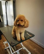 Tendance Toilettage image 1