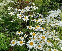 Wildblumendienst Bild 10