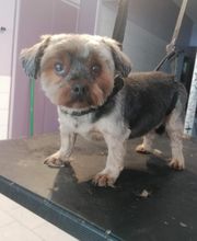 L'Espace Canin image 7