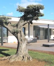 Palmiers Prestige image 4