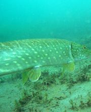 Tauchsport Wachowski Bild 4