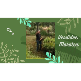 Verdidee logo