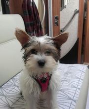 Élevage familial de la Pomaille image 14