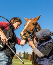 Krebs Vétérinaires SA Bild 3