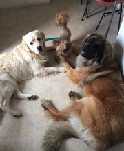 PATTE Z' EN CINQ - AURORE DI FELICE image 6