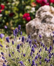 Gartenform Bild 4