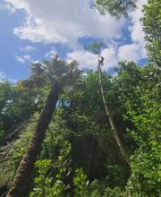 Baron Élagage image 1