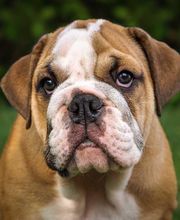 Kleintierpraxis Dr. Witschi Bild 5