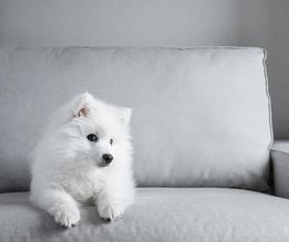 Cani Star image 5