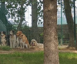 C.A PRO CANIN image 1