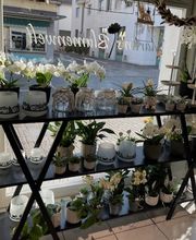 Martin's Blumenwelt Bild 6