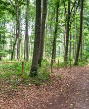 Die Hauptwege im FriedWald Lich sind gut begehbar.