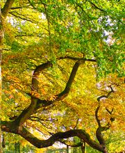 Pflegedienst Lebensbaum Bild 1