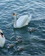 Osteopathie Ulrike  Hämmerli Bild 7