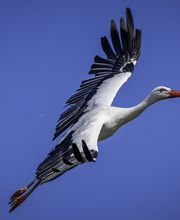 Zoo de La Boissière du Doré image 6
