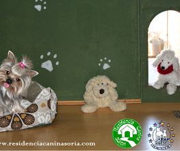RESIDENCIA CANINA SORIA imagen 15
