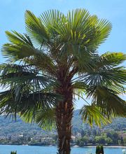PALMENSTADL Bild 20