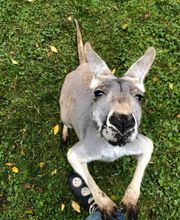 Chahinkapa Zoo image 2