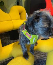 Furniture For Life - Massage Chairs image 20