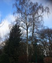 Sur Un Arbre Perché E.I.R.L image 3