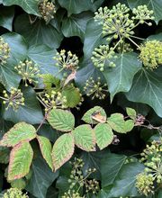 Gandolfi Frédéric image 1