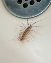 OPC Pest Services - Thornton image 5