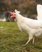 Wagis Farm - Hofladen Bild 2