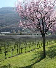 CANTINA IL CAVALIERE SA Bild 3