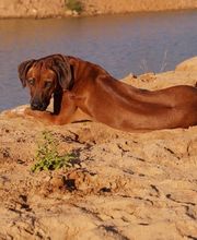 Rhodesian Ridgeback Züchter Bild 11