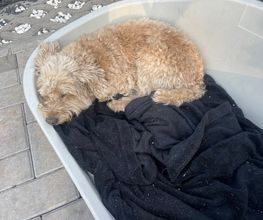 Doglife Bild 6