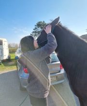 Mela Mobil Tierphysio Bild 2