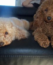 Elevage Des Jours Étoilés image 18