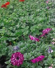 Les Serres de la Menardiere image 3