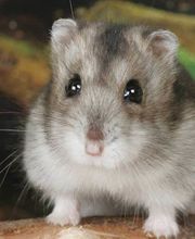 BioS Schädlingsbekämpfung e.K. Bild 3