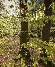 FriedWald Bremervörde Bild 13