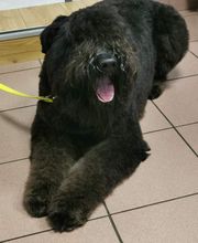 Mon Chien C'est Quelqu'un image 11