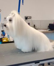 Toiletteur Zencani'cat image 2