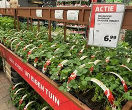 Intratuin Rhoon afbeelding 20