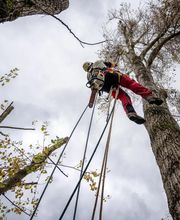 Arbroservice image 18