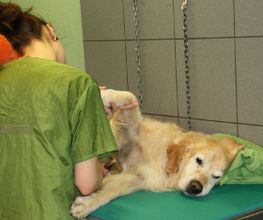 Hundesalon Pet Cut's Bild 5