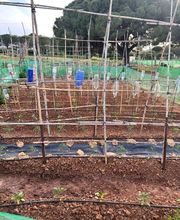 Huertos Santa ROSALÍA imagen 12