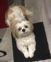 La Gent Canine image 1