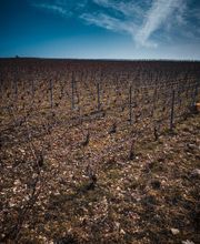 Champagne Gautherot image 7