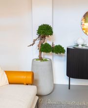 Vegetal Trend Sàrl Bild 5