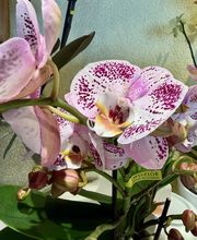 Fleur Evasion Sàrl Bild 8